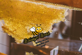 Honey Frame