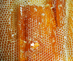 Honey Comb